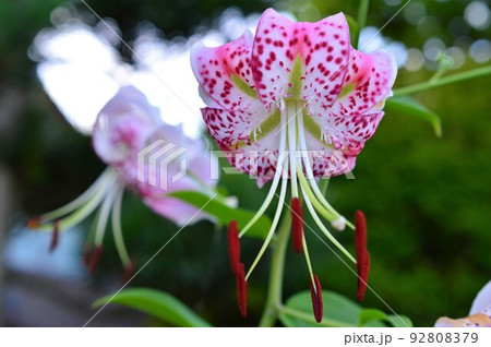 斑点模様　かのこゆり（鹿の子百合） 92808379