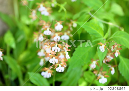 エビネの花 92808865
