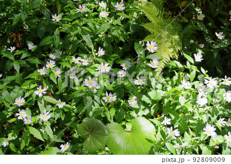 ミヤマヨメナの花 92809009