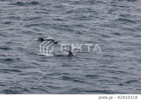 むつ湾フェリーで観る野生のカマイルカ(青森県) むつ湾フェリーで観る野生のカマイルカ(青森県) 92810318