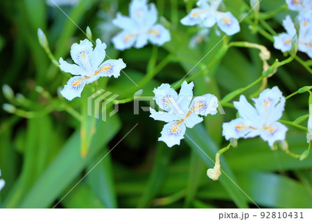 シャガの花 92810431