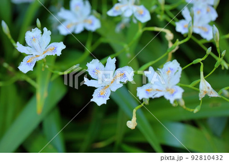 シャガの花 シャガの花 92810432