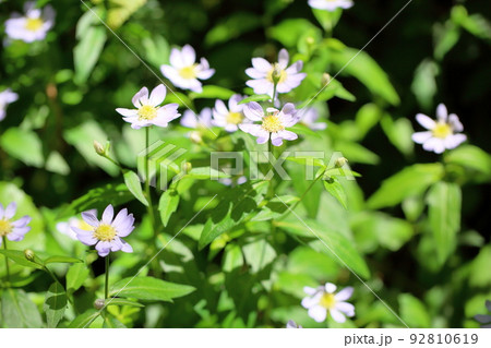 ミヤマヨメナの花 ミヤマヨメナの花 92810619