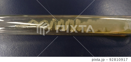 天然酵母の保存試験管 天然酵母の保存試験管 92810917