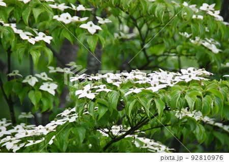 初夏を代表する花　ヤマボウシ 92810976