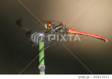 リスアカネ（オス） 92811011