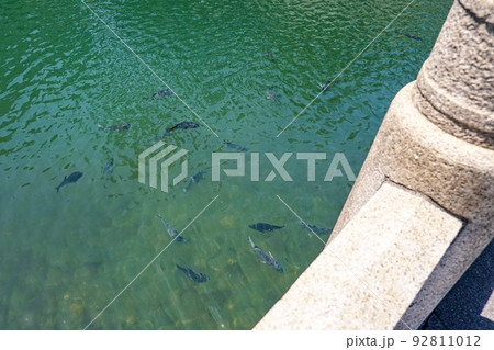 たくさんの真鯛が泳ぐ高松城のお堀(香川県高松市玉藻公園) たくさんの真鯛が泳ぐ高松城のお堀(香川県高松市玉藻公園) 92811012