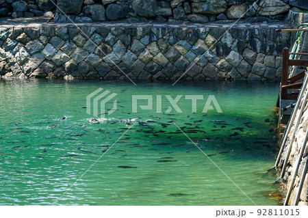 たくさんの真鯛が泳ぐ高松城のお堀（香川県高松市玉藻公園）　 92811015