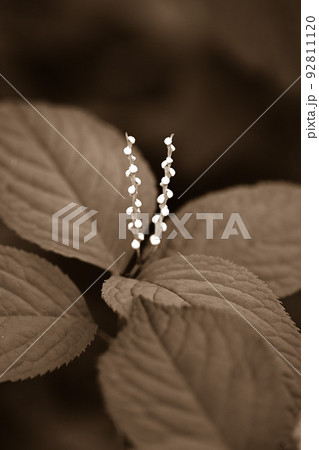 形の面白い野草(フタリシズカ)を白黒で表現しました。 形の面白い野草(フタリシズカ)を白黒で表現しました。 92811120