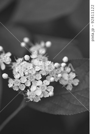 白が印象的な木の花(カマツカ)を白黒で表現しました。 白が印象的な木の花(カマツカ)を白黒で表現しました。 92811122