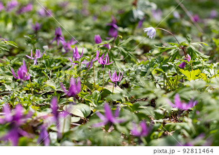 群生するカタクリの花 92811464