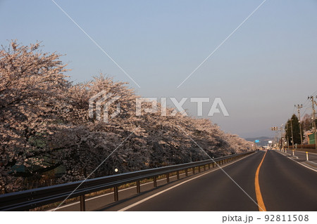 稲生川の満開のソメイヨシノ（青森県十和田市） 92811508