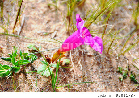 中国 青海省 黄河源流、ザリン湖畔に咲くノウゼンカズラ科ハナゴマ属 Incarvillea comp 中国 青海省 黄河源流、ザリン湖畔に咲くノウゼンカズラ科ハナゴマ属 Incarvillea comp 92811737
