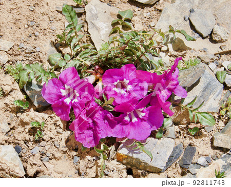 中国　青海省　黄河源流、ザリン湖畔に咲くノウゼンカズラ科ハナゴマ属 Incarvillea comp 92811743