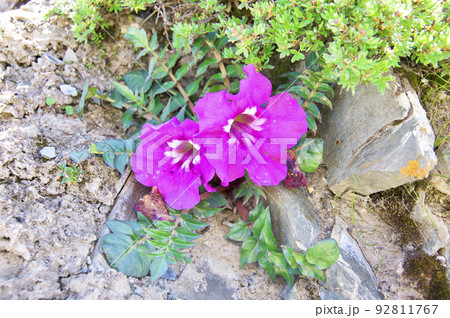 中国 青海省 黄河源流、ザリン湖畔に咲くノウゼンカズラ科ハナゴマ属 Incarvillea comp 中国 青海省 黄河源流、ザリン湖畔に咲くノウゼンカズラ科ハナゴマ属 Incarvillea comp 92811767