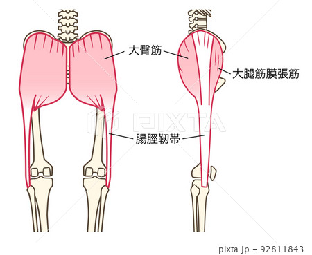 大臀筋、大腿筋膜張筋、腸脛靭帯、お尻の筋肉、後面、側面、名称あり 92811843