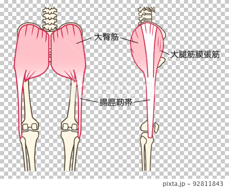 大臀筋、大腿筋膜張筋、腸脛靭帯、お尻の筋肉、後面、側面、名称あり 92811843