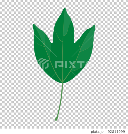 三叉戟楓葉的插圖 三叉戟楓葉的插圖 92811999