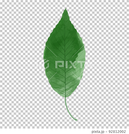 緑色の葉っぱのイラスト　水彩画風 92812002