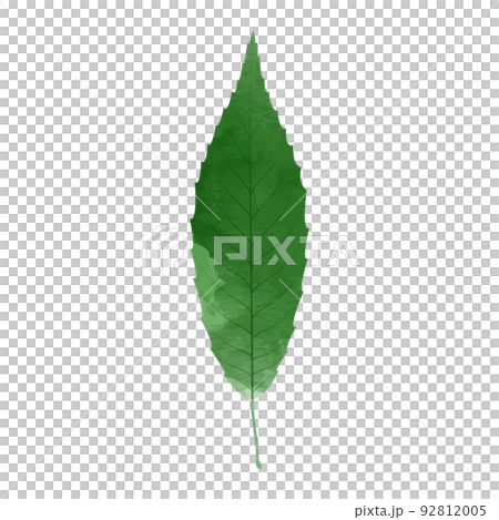 綠葉插圖水彩風格 綠葉插圖水彩風格 92812005