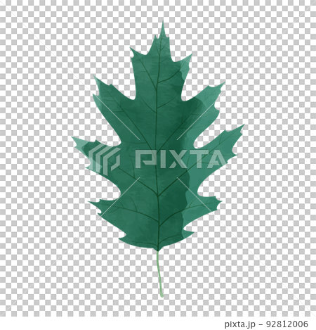 紅橡樹葉插圖水彩風格 92812006