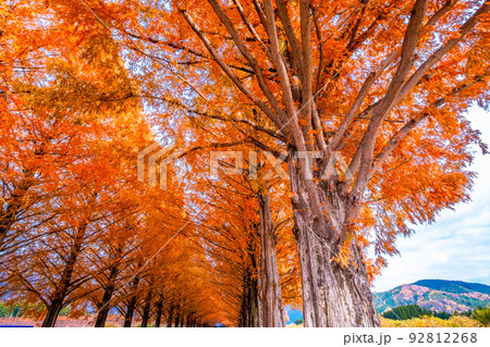 マキノ高原 メタセコイア並木の紅葉 92812268