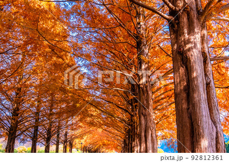 マキノ高原 メタセコイア並木の紅葉 92812361