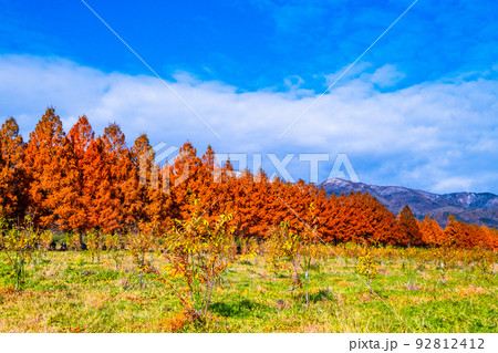 マキノ高原 メタセコイア並木の紅葉 92812412