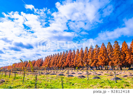 マキノ高原 メタセコイア並木の紅葉 92812418