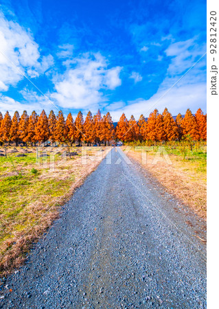 マキノ高原 メタセコイア並木の紅葉 92812420