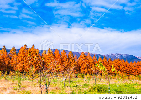 マキノ高原 メタセコイア並木の紅葉 92812452