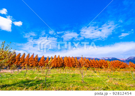 マキノ高原 メタセコイア並木の紅葉 92812454