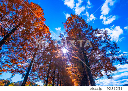 マキノ高原 メタセコイア並木の紅葉 92812514