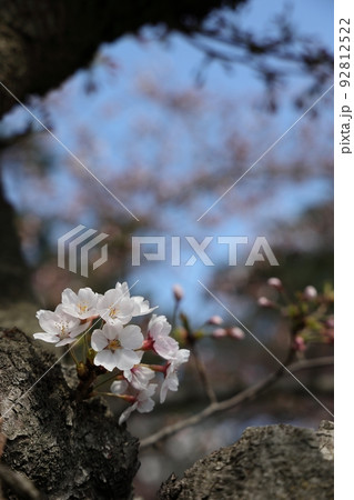 弘前公園の桜咲き始め(青森県弘前市)胴咲 弘前公園の桜咲き始め(青森県弘前市)胴咲 92812522