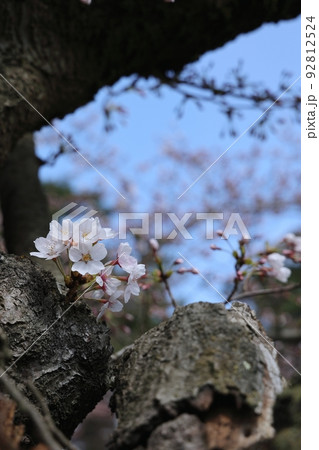 弘前公園の桜咲き始め（青森県弘前市）胴咲き 92812524