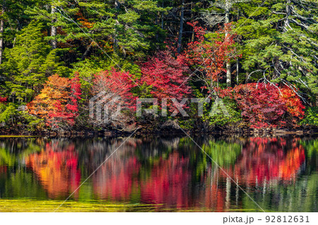 長野の人気紅葉名所　鮮やかに色付く白駒の池 92812631