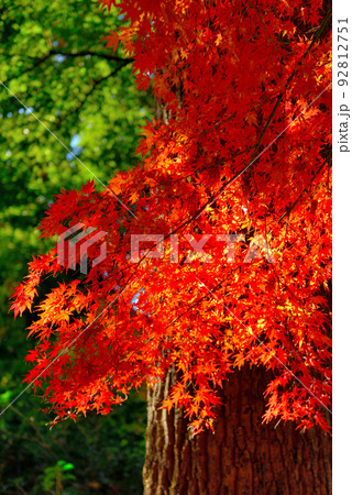 東京　井の頭公園の紅葉 92812751
