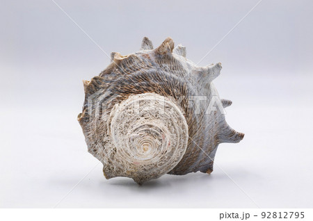 Sea shell isolated on white background 92812795