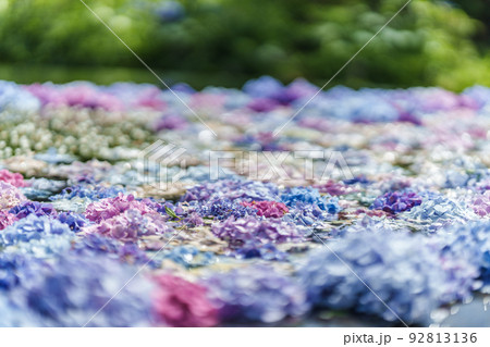 大阪府・久安寺　あじさい 92813136