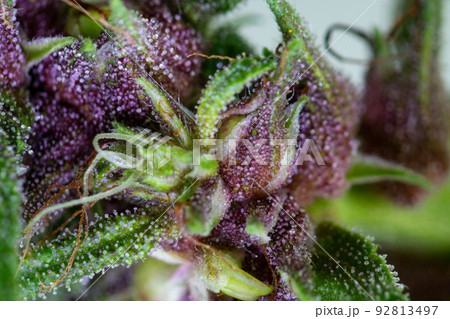 Background cannabis macro photo of marijuana bud under the microscope, Cannabis plant for study in laboratory. 92813497