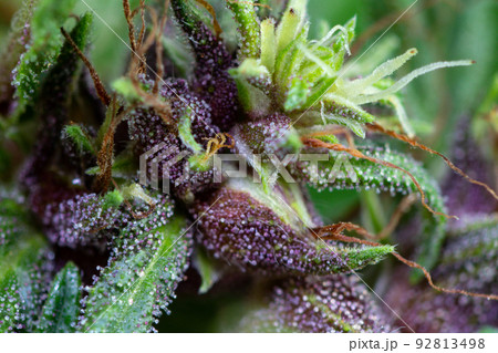 Background cannabis macro photo of marijuana bud under the microscope, Cannabis plant for study in laboratory. 92813498