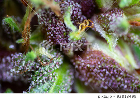 Background cannabis macro photo of marijuana bud under the microscope, Cannabis plant for study in laboratory. 92813499