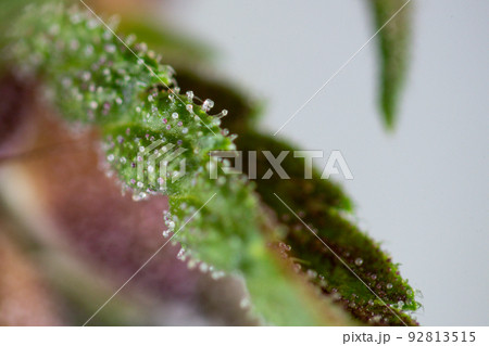 Background cannabis macro photo of marijuana bud under the microscope, Cannabis plant for study in laboratory. Background cannabis macro photo of marijuana bud under the microscope, Cannabis plant for study in laboratory. 92813515