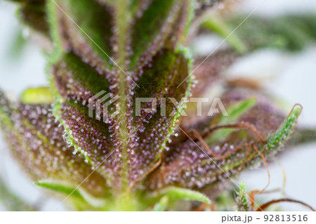 Background cannabis macro photo of marijuana bud under the microscope, Cannabis plant for study in laboratory. Background cannabis macro photo of marijuana bud under the microscope, Cannabis plant for study in laboratory. 92813516