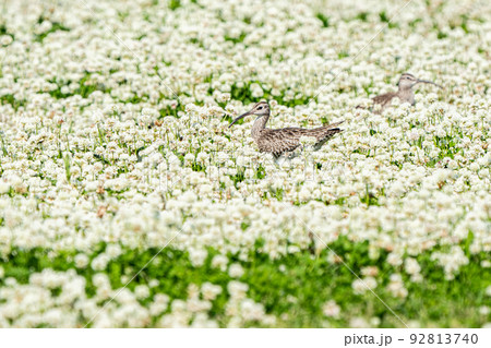 野鳥（チュウシャクシギ） 92813740