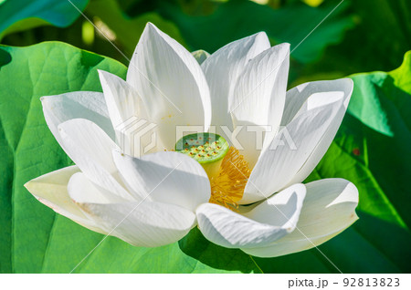 上品で可憐な花を咲かせ見頃を迎えた花はす公園の蓮の花|福井県南越前町 上品で可憐な花を咲かせ見頃を迎えた花はす公園の蓮の花|福井県南越前町 92813823