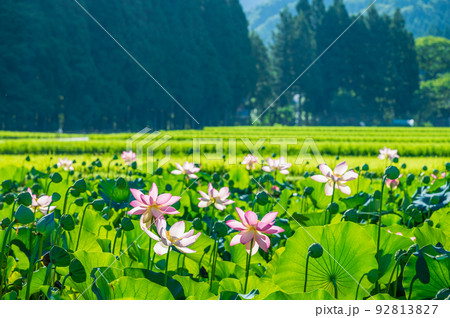 上品で可憐な花を咲かせ見頃を迎えた花はす公園の蓮の花｜福井県南越前町 92813827
