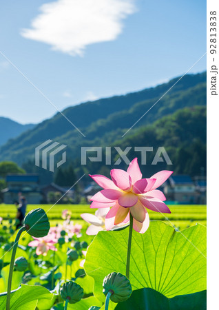 上品で可憐な花を咲かせ見頃を迎えた花はす公園の蓮の花｜福井県南越前町 92813838
