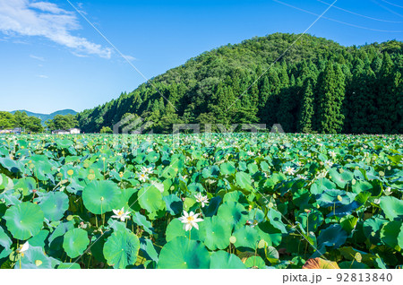 上品で可憐な花を咲かせ見頃を迎えた花はす公園の蓮の花｜福井県南越前町 92813840
