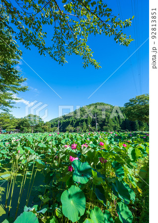 上品で可憐な花を咲かせ見頃を迎えた花はす公園の蓮の花|福井県南越前町 上品で可憐な花を咲かせ見頃を迎えた花はす公園の蓮の花|福井県南越前町 92813851